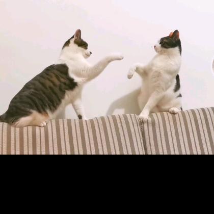 小猪佩奇.