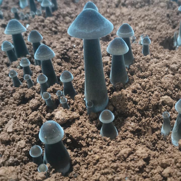 倒水湾种植专业合作社