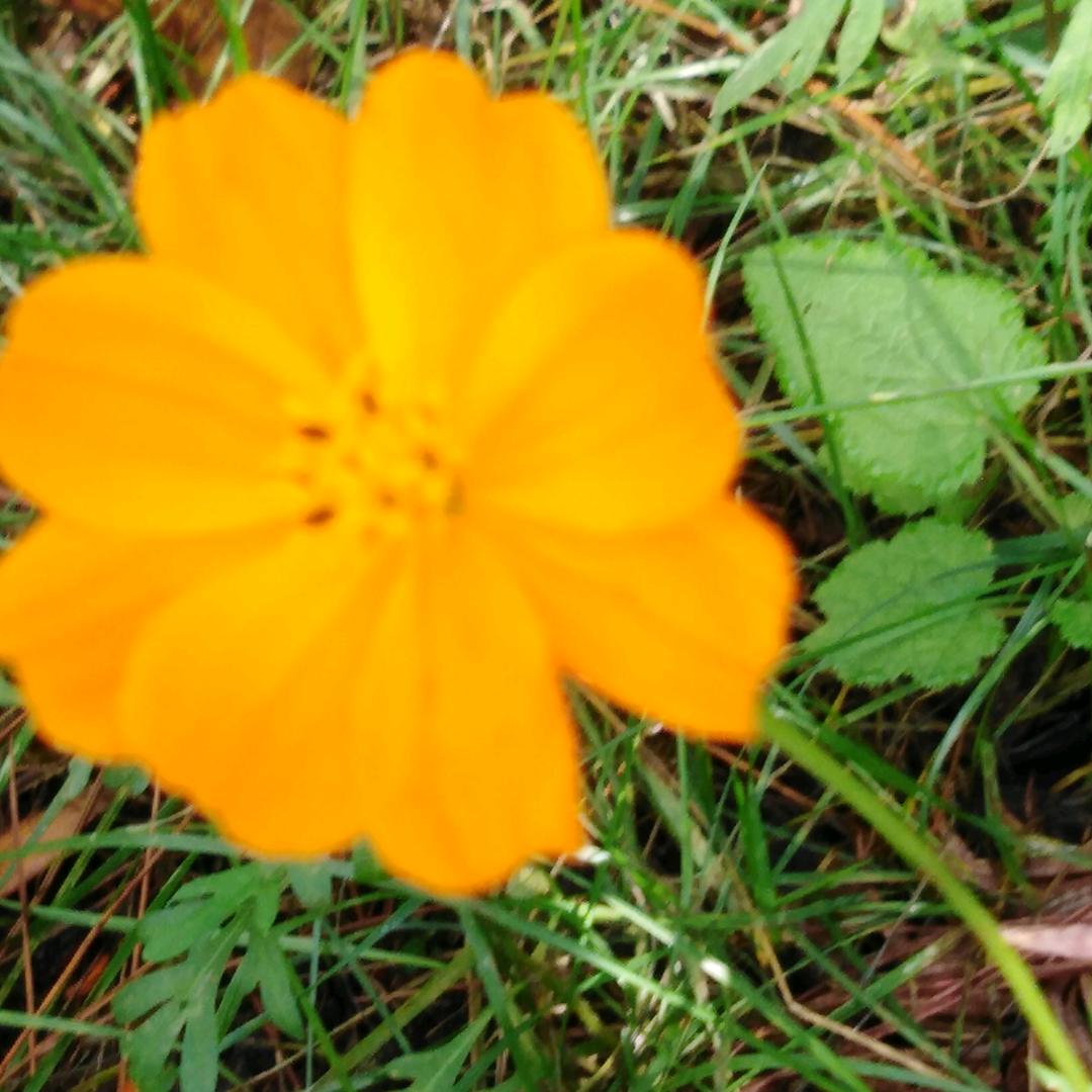 用户2928991971547国兰