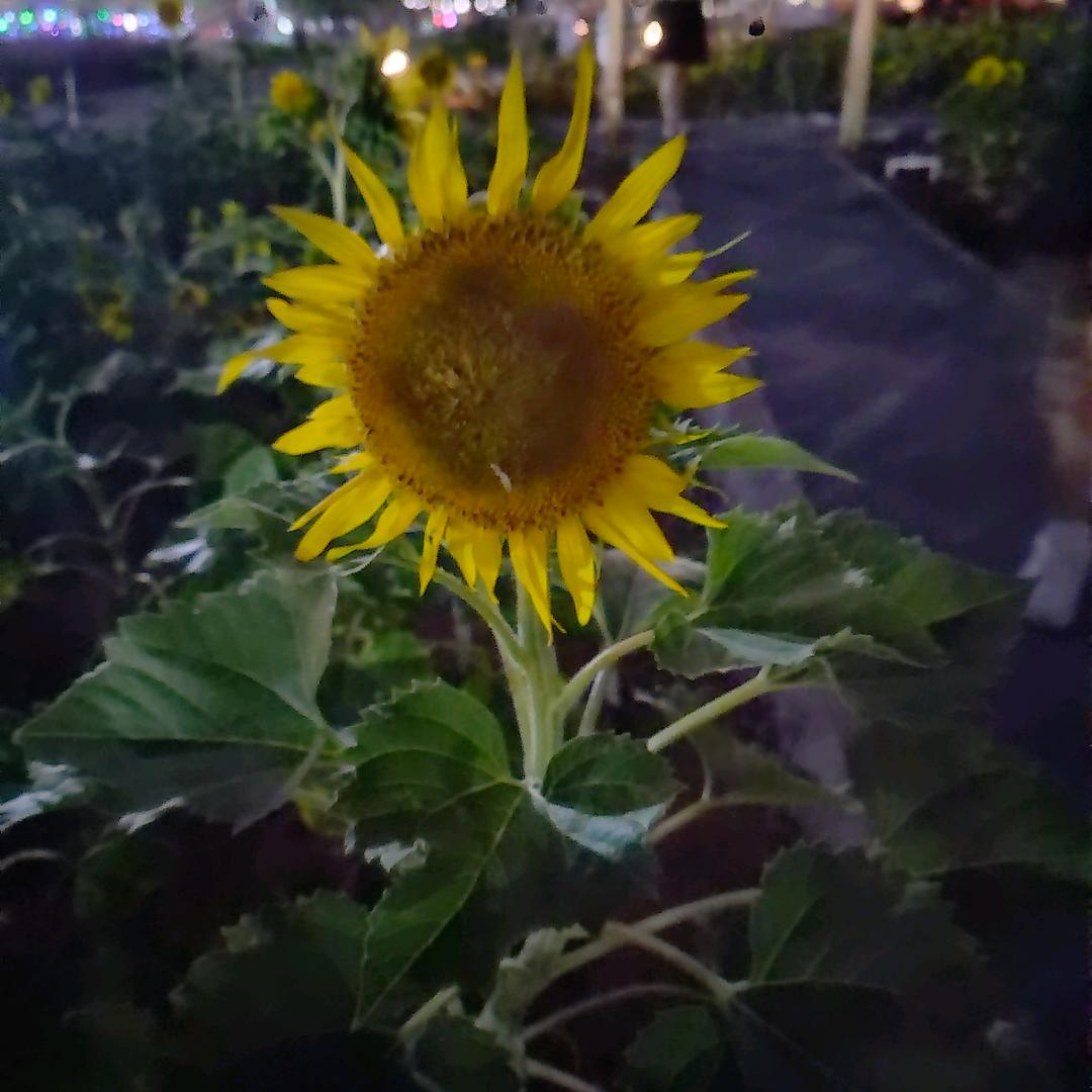 🌼玉🌼