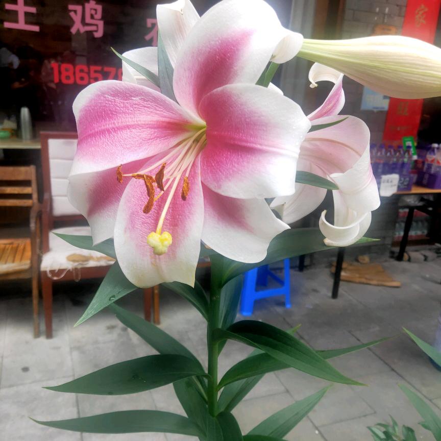 娜姐虚伪到极点