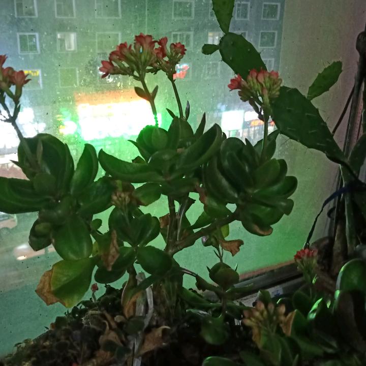 洋洋