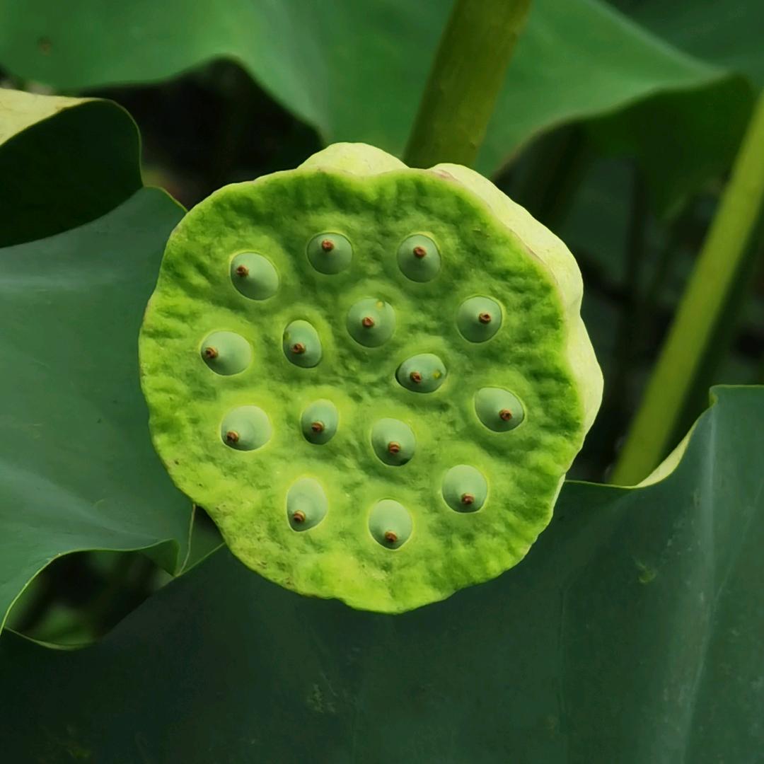 麟海蔬果