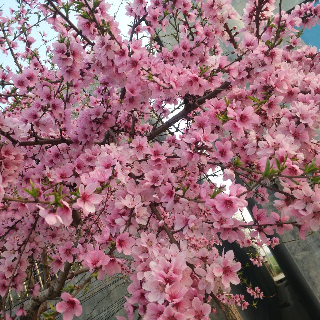 梅
