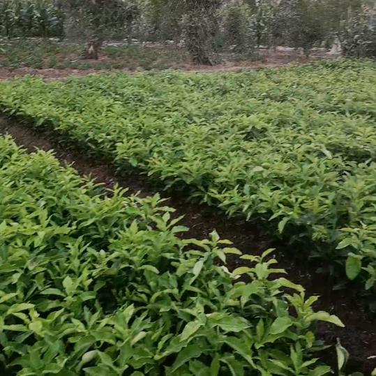 水果树苗种植人，专业嫁接各种果树苗