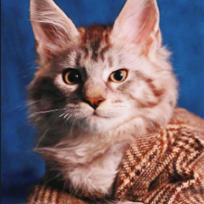 因总是只猫