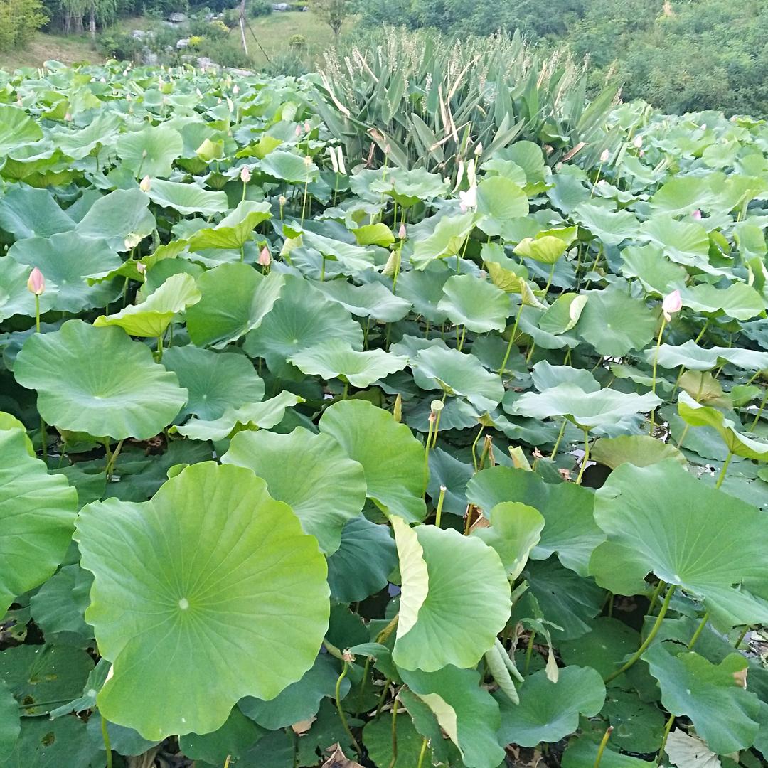 东方旭