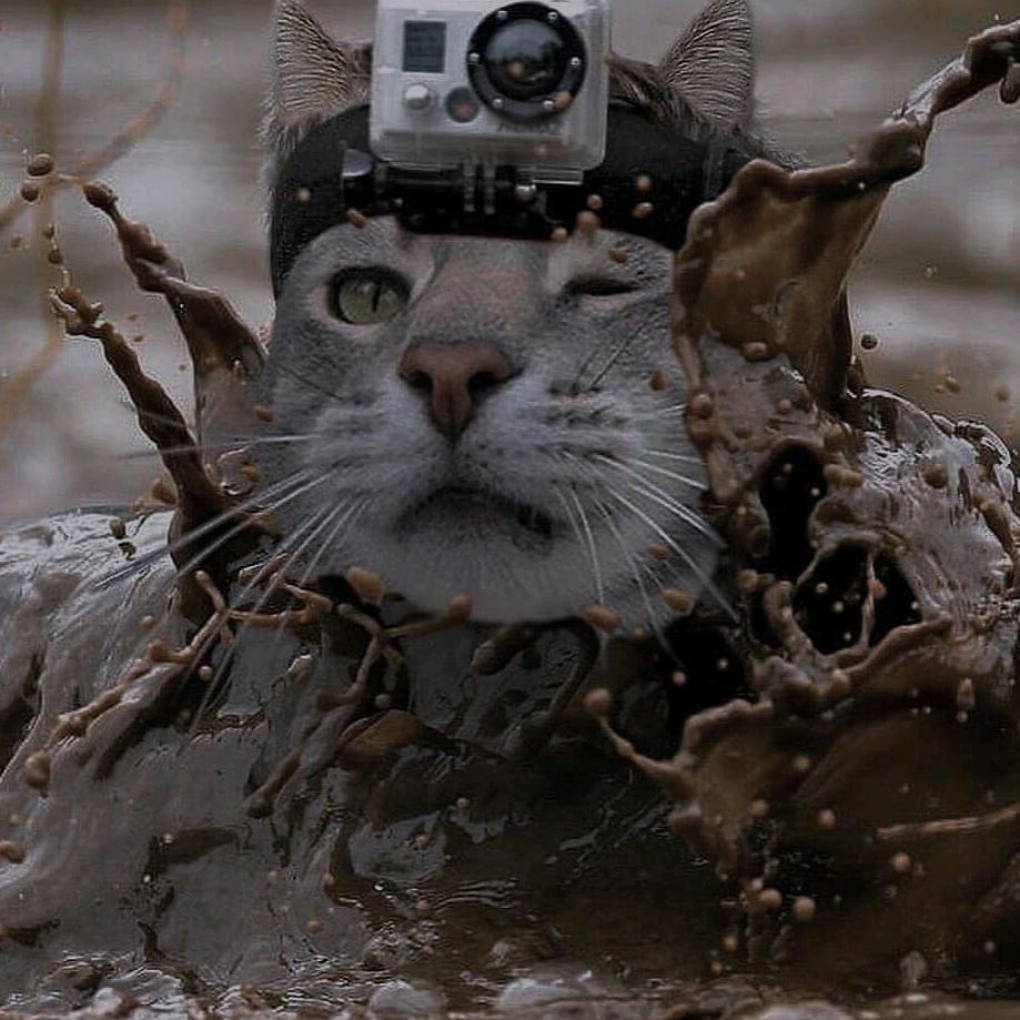 橘子不是唯一的水果