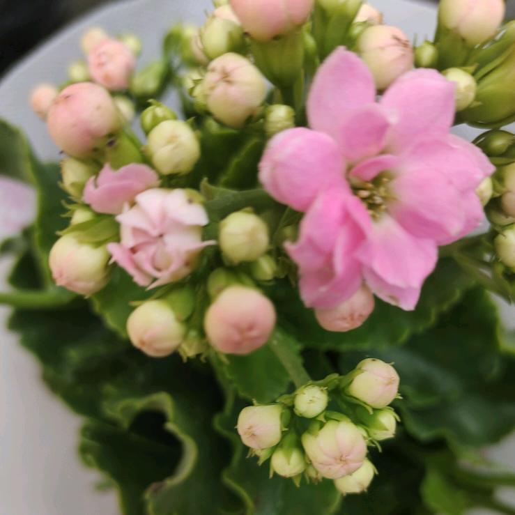 静听花开刘群