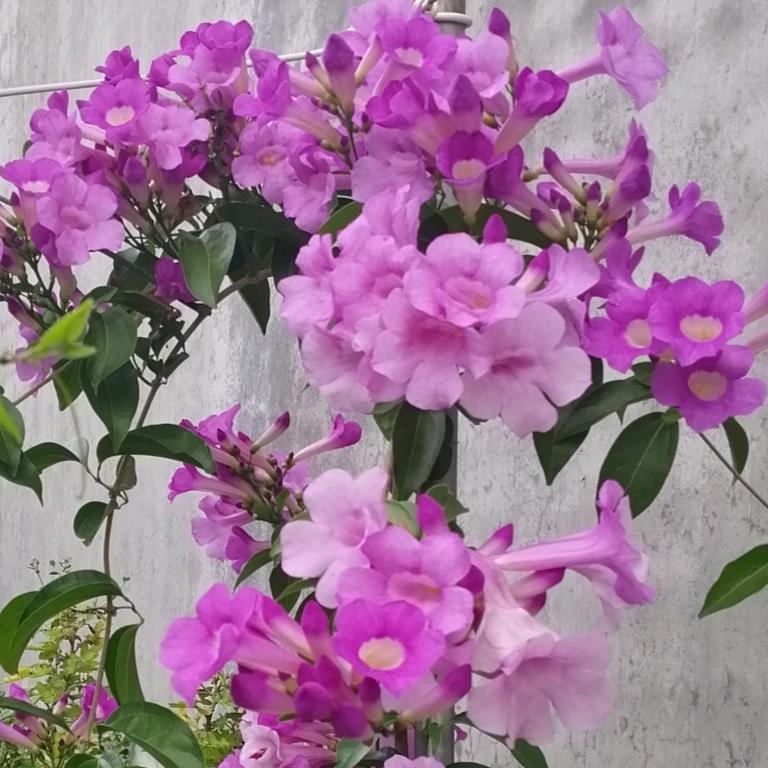 小芬芬