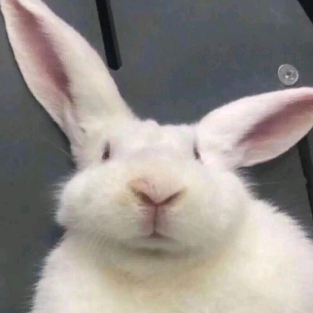 遇剑黄焖鸡