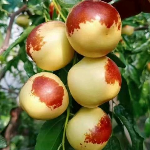 二代冬枣十三哥