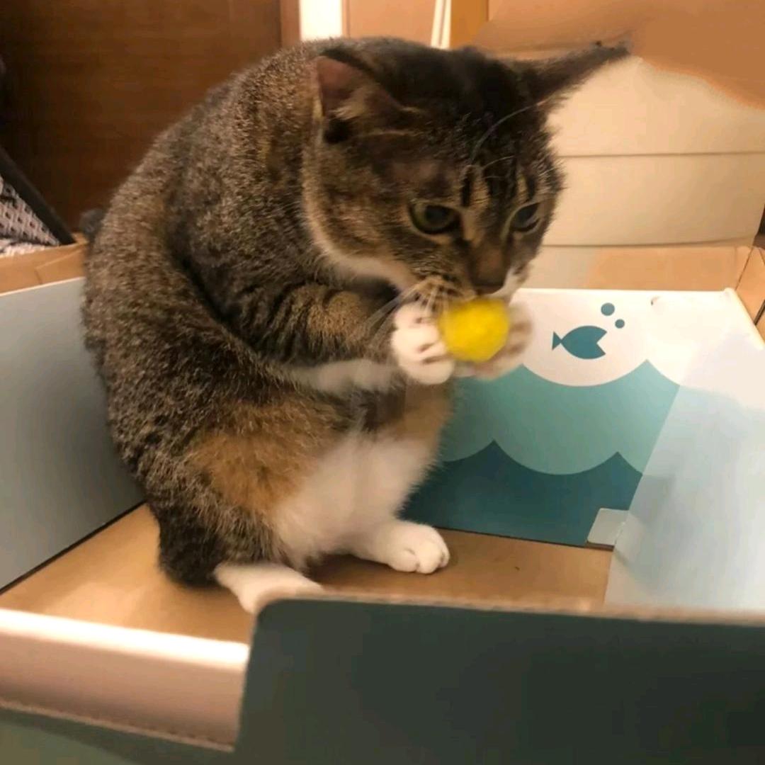 🌈爱吃小馋猫烤肉拌饭