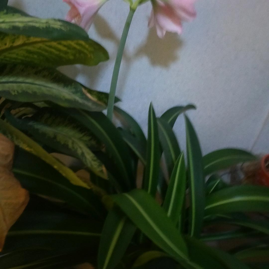百顺