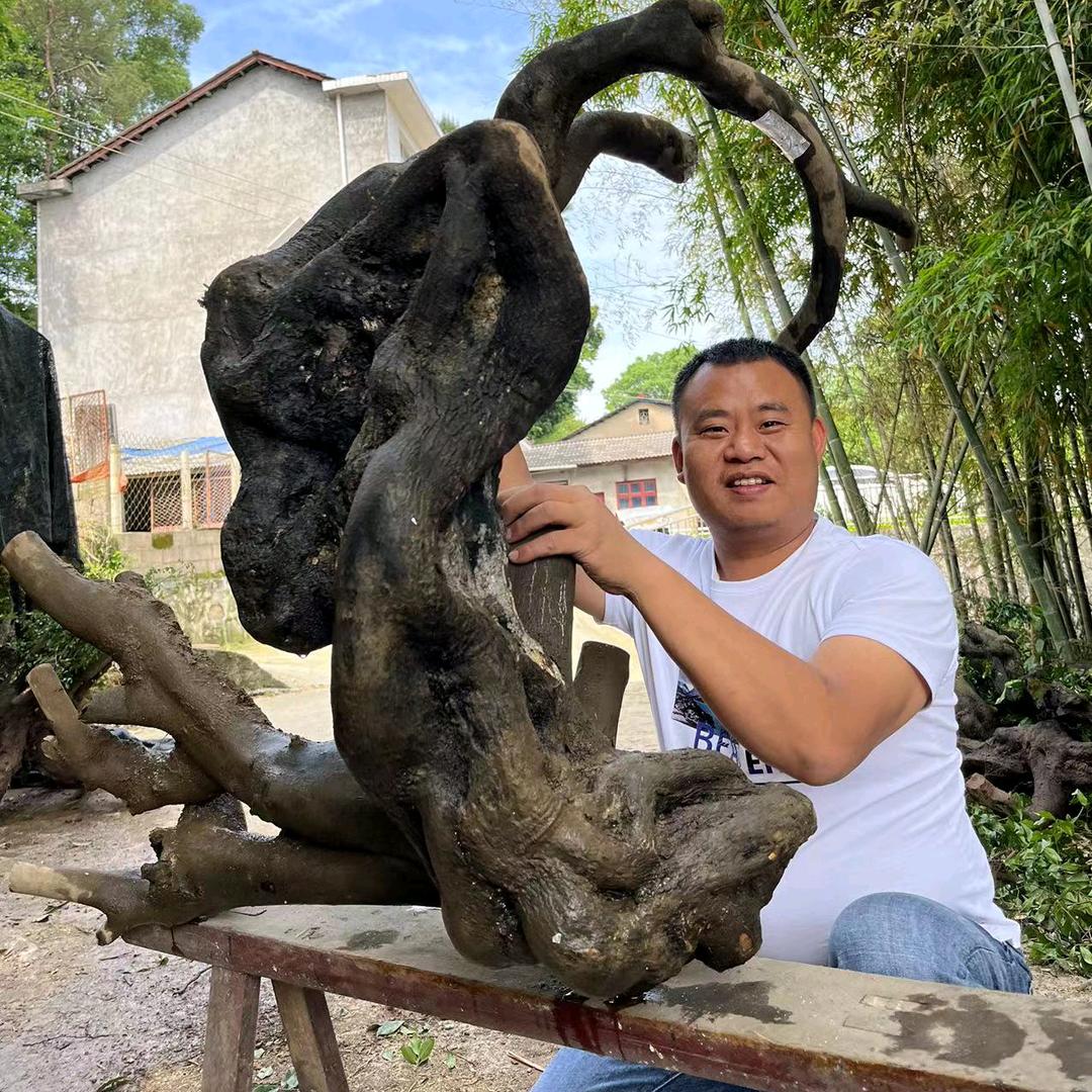 长青兄弟金弹子