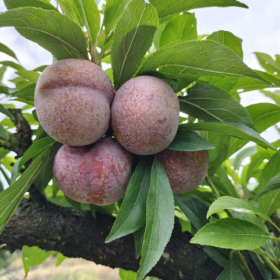 雄霸今生