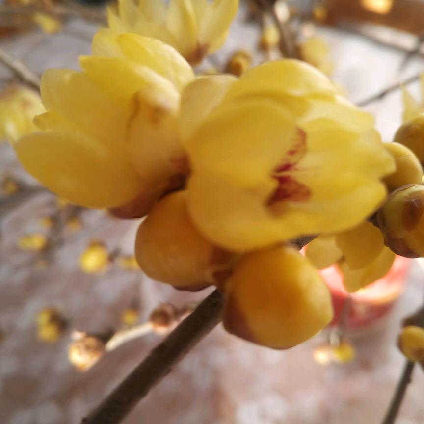 腊梅花（商品橱窗）