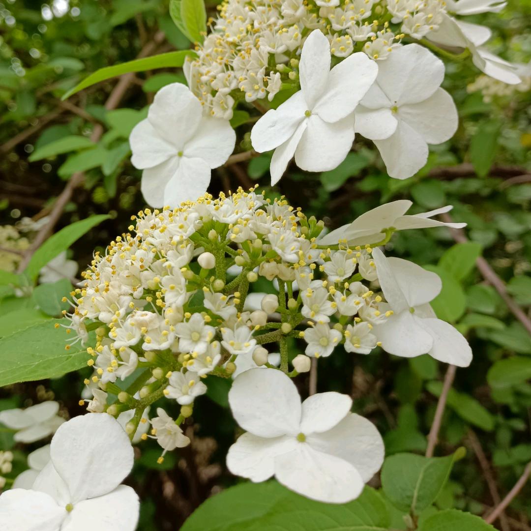沉睡睡莲