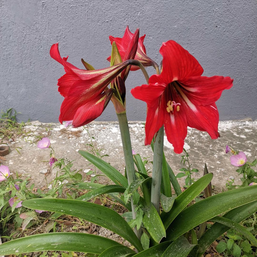 期望