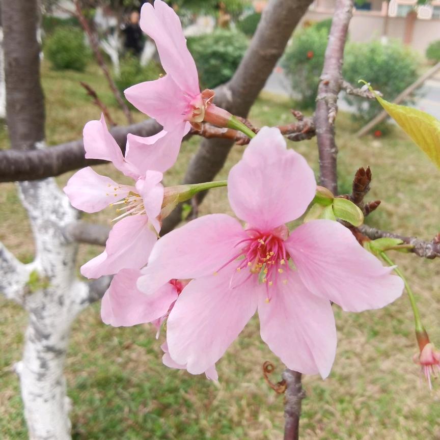 小燕子
