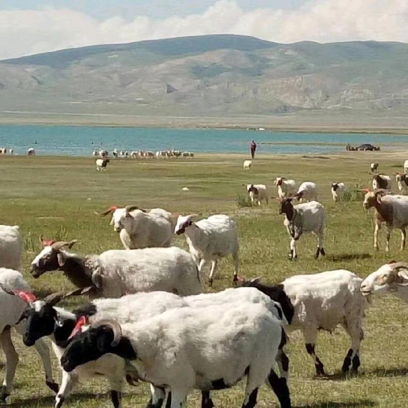 青海共和博溢牛羊肉店