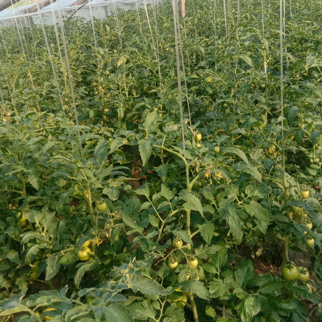 靳逸晨！奕昕