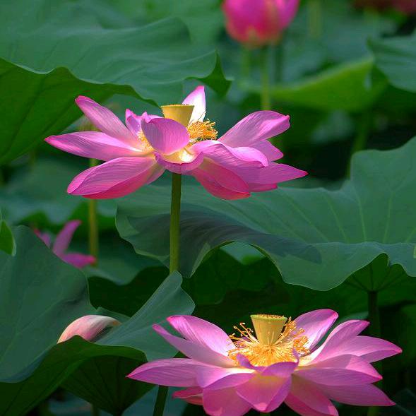 静待花开！