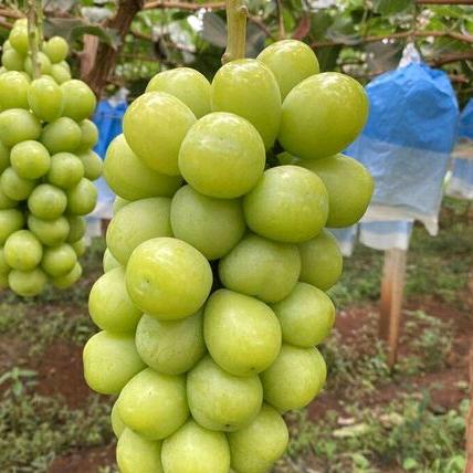 湾里区吉幸家庭农场