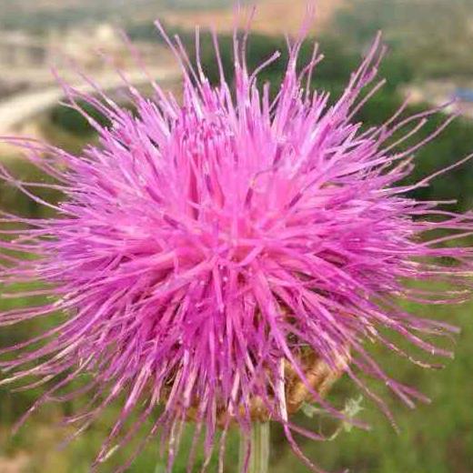 一切简单化河北保定