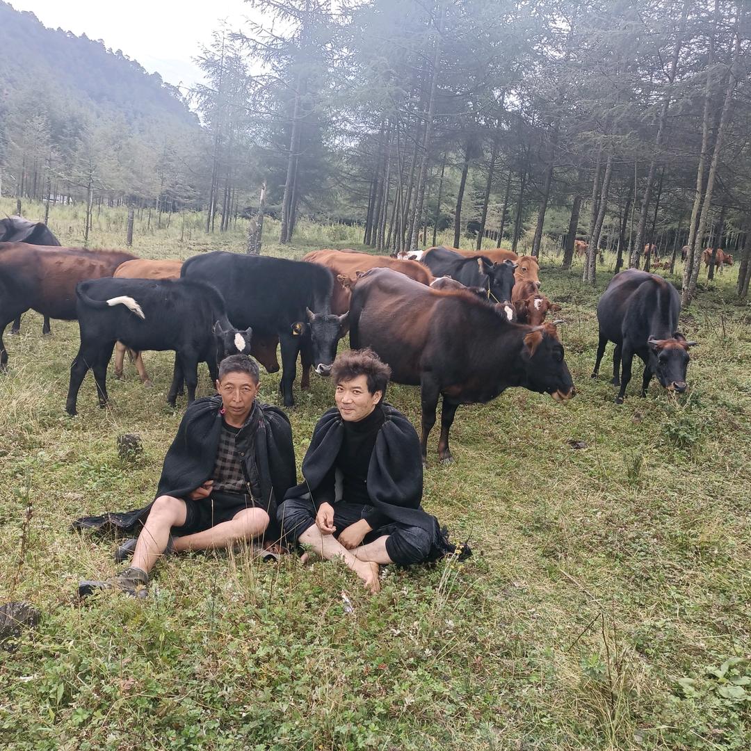 阿罗依可