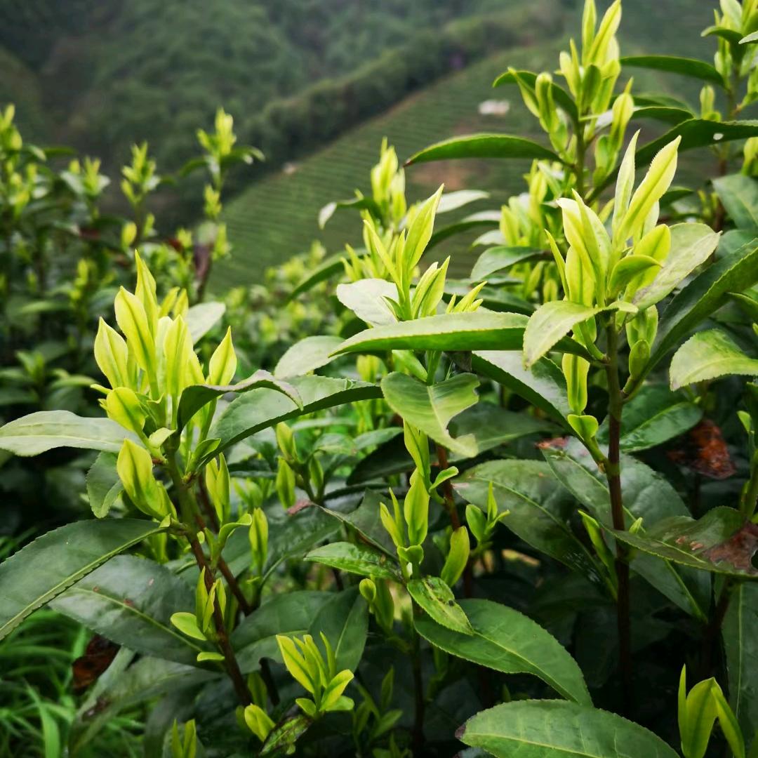若寒茶庄