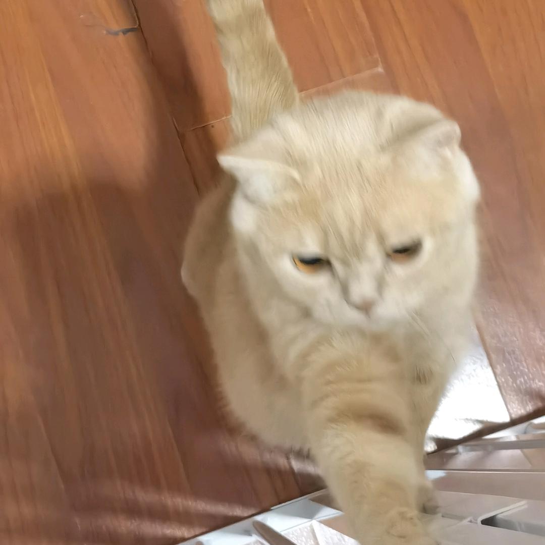 安娜