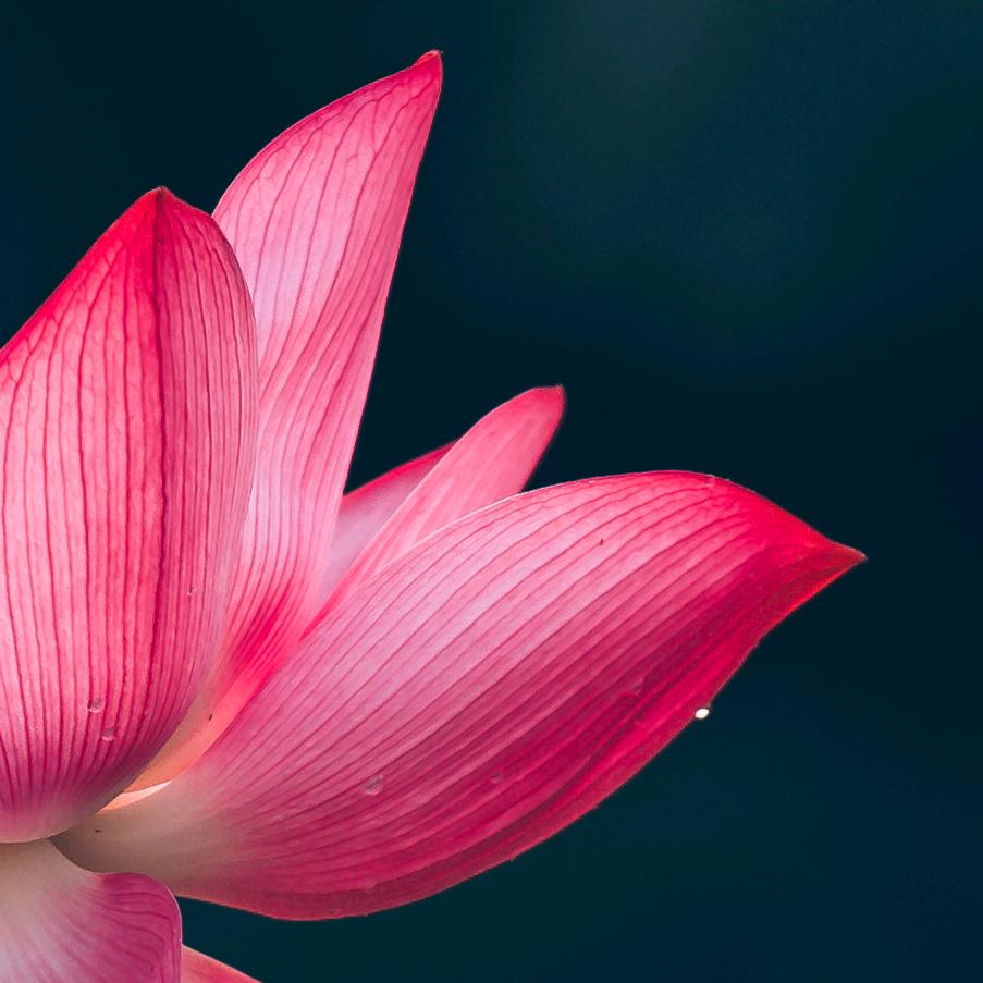 花开•见佛