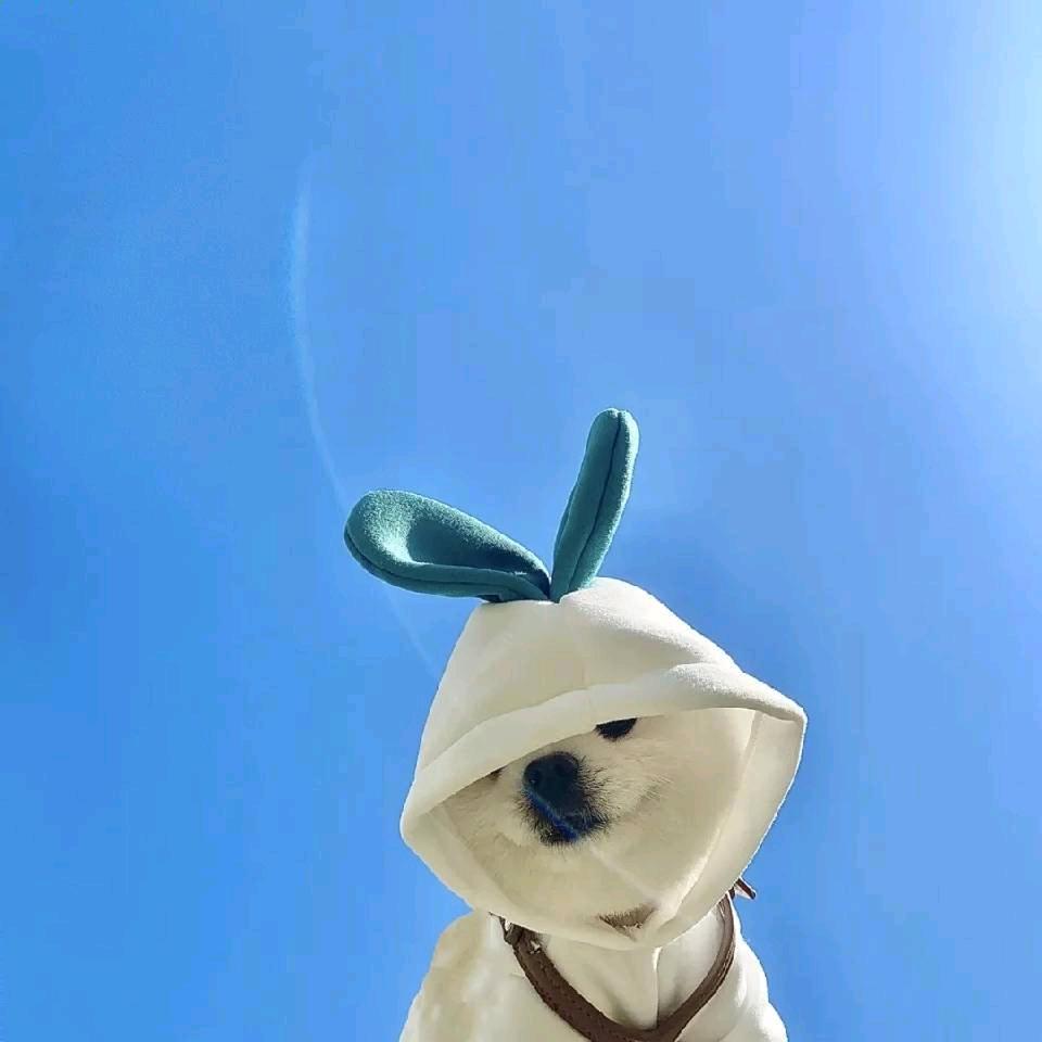 在天花板上写诗_