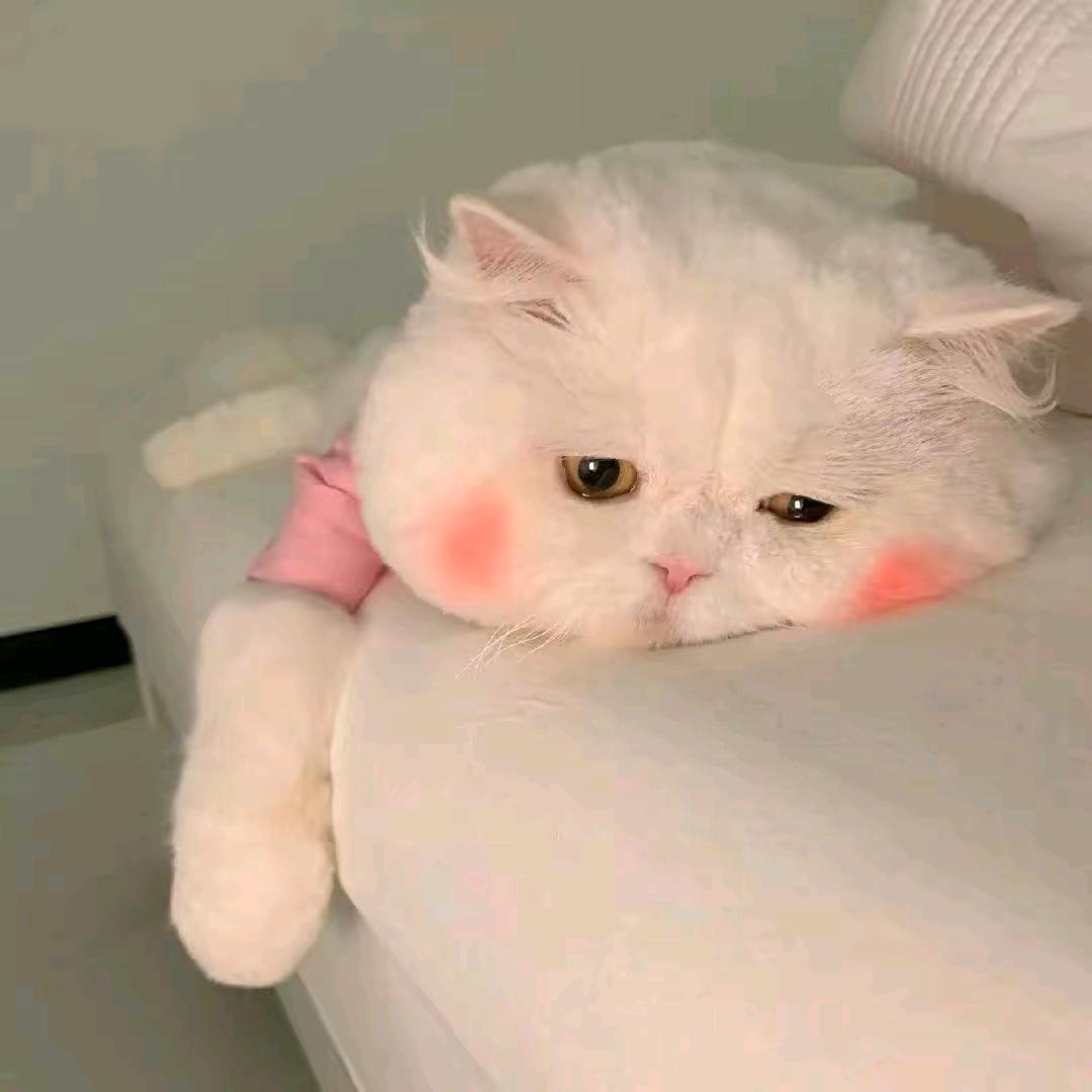 一帆风顺💤