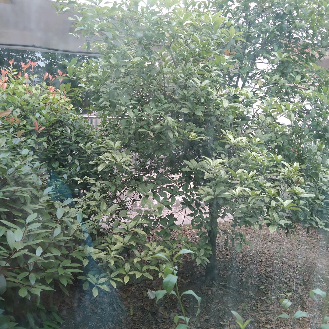 秋之韵