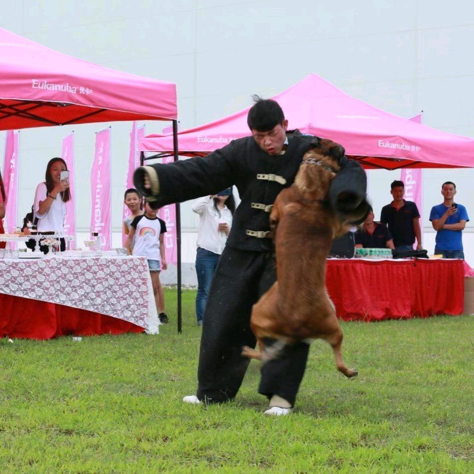 梦之星训犬学校（招学员）