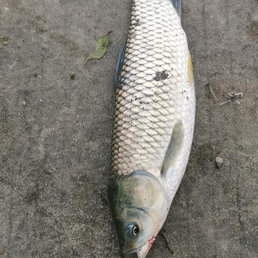 大鱼，，