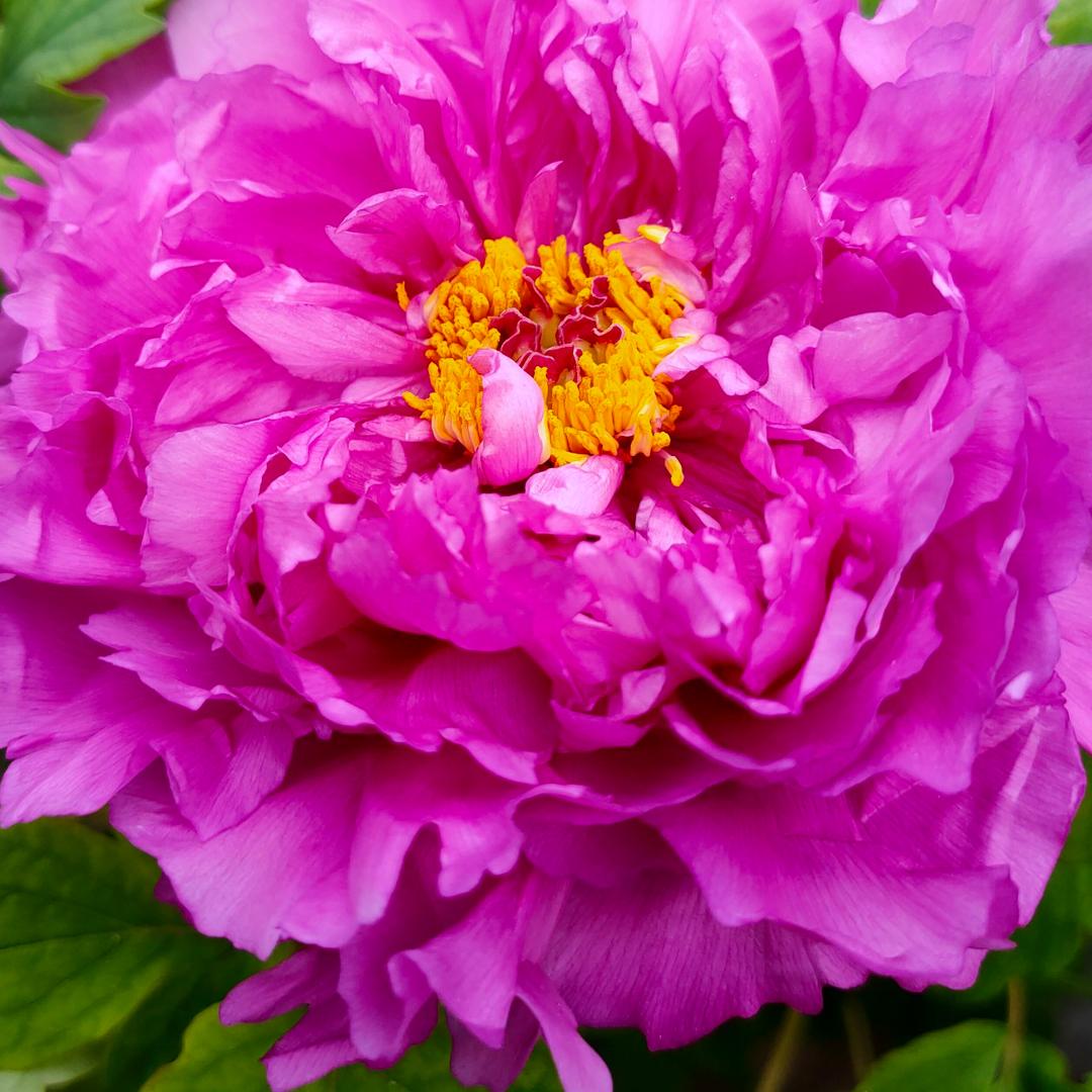 洛阳大美牡丹种植