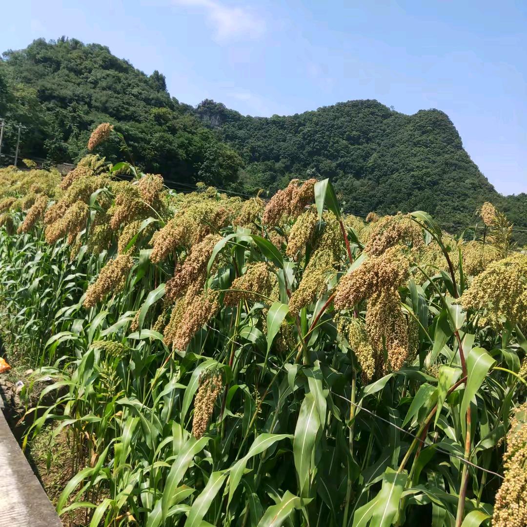 罗发贤种养殖户