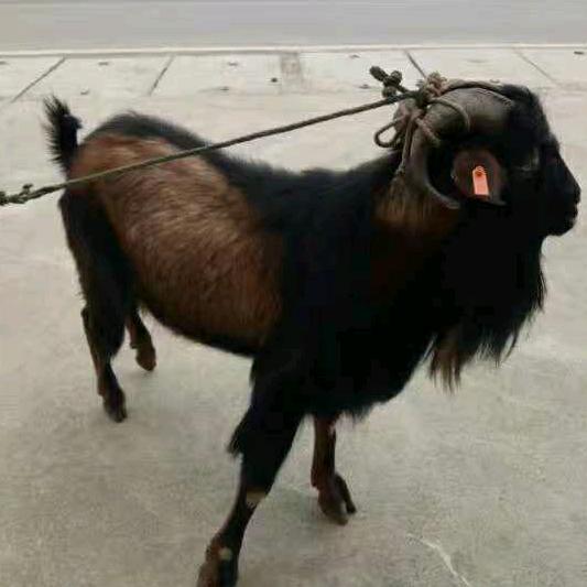 木易一楊
