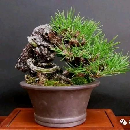 石照