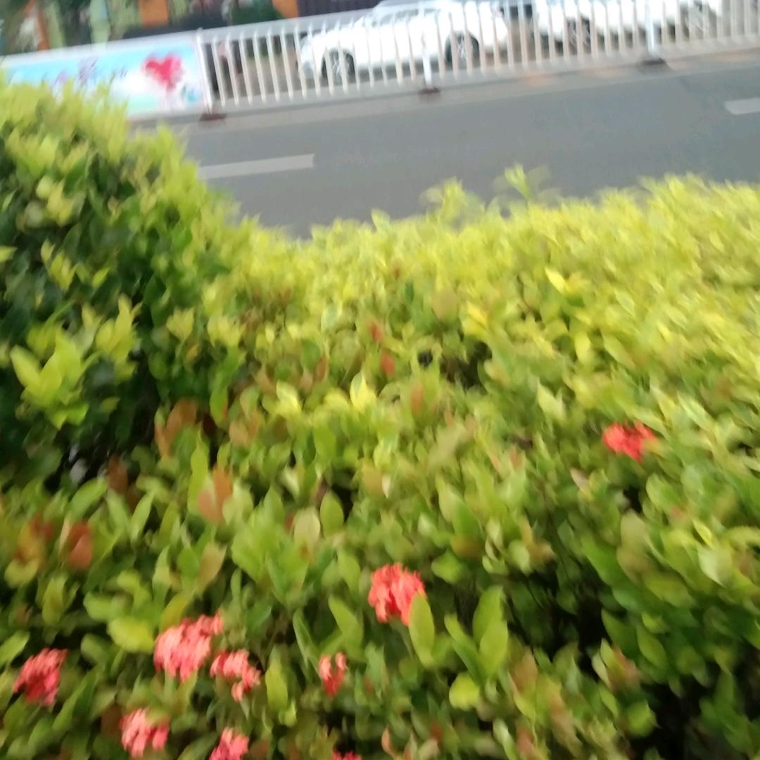 珍爱