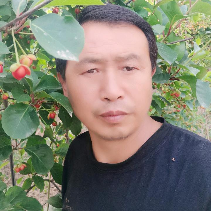 太白景林五味子种植