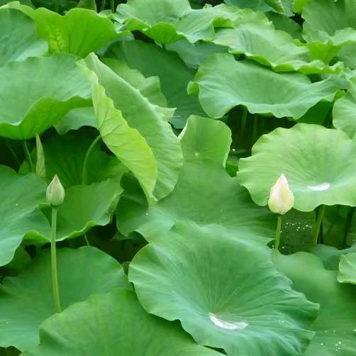 六月荷花恋太极