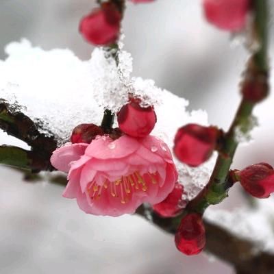 傲雪寒梅1