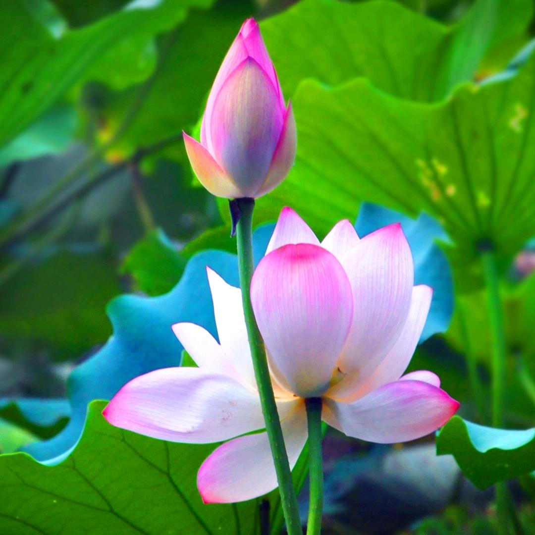 心若在，梦就在