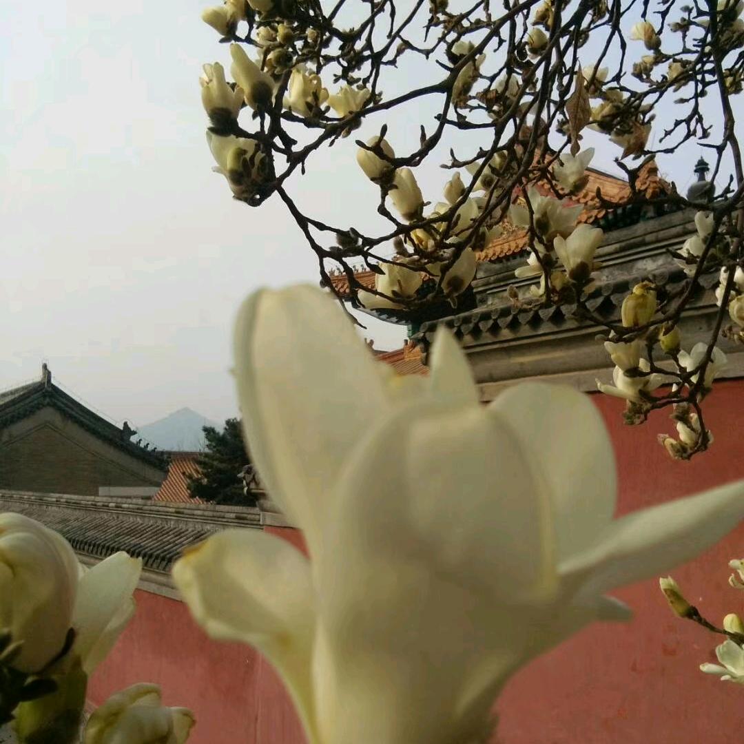 淡墨青杉