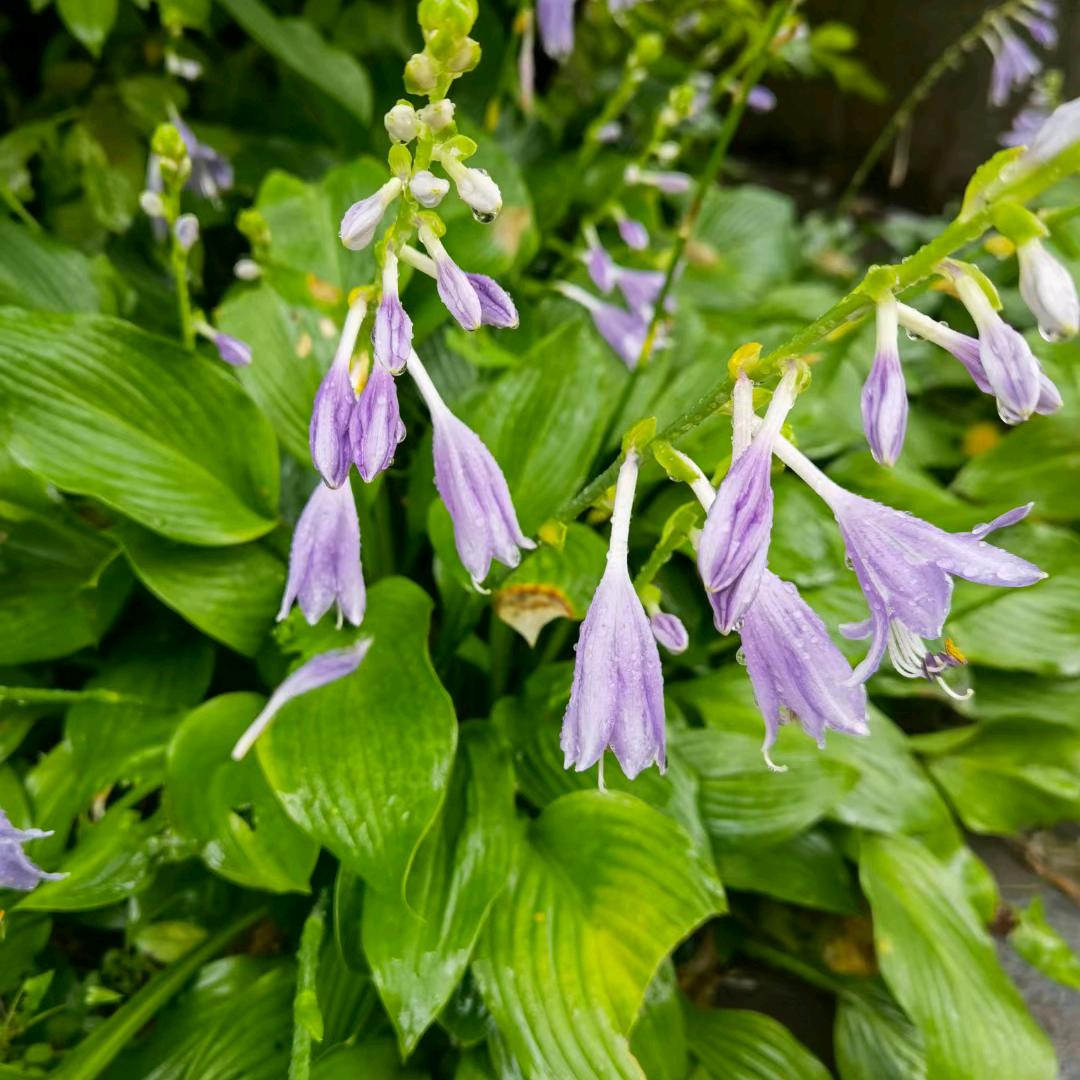 薩利赫.安（华山）🍭¹ºº¹