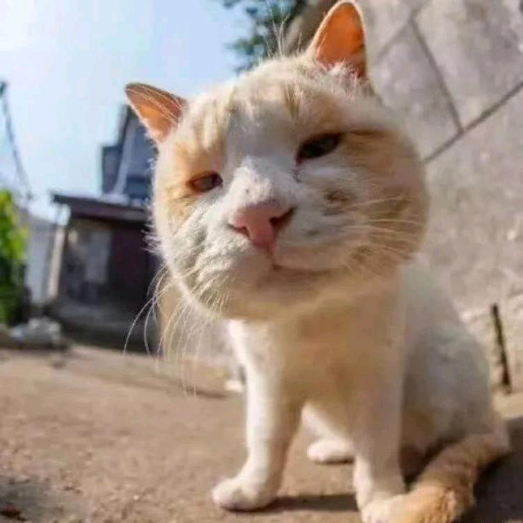 毛球是烦人精